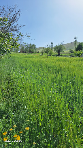 باغ میوه اردشیر بهرام پور