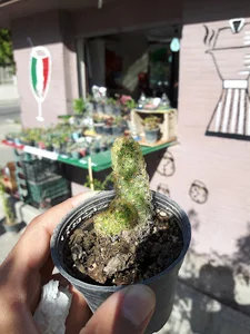 دکه اهورا