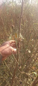 نهالستان محمودی