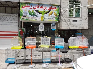 دنیای پرندگان زینتی