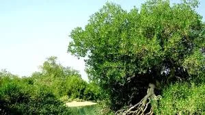آب درمانی قهوه سویی