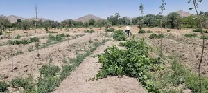 باغچه آرام.عباسی