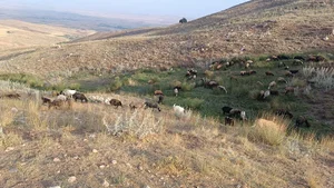 خدابنده
