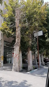 تیپاکس