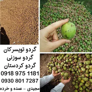 خرید گرد پوست کاغذی | گردو سوزنی عمده و خرده