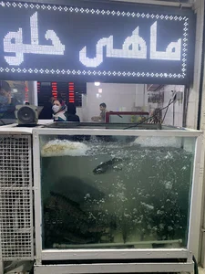 مرغ و ماهی محمودی