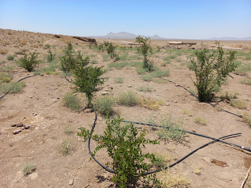 مزرعه امیرآباد
