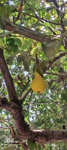 باغ رستم رستمی