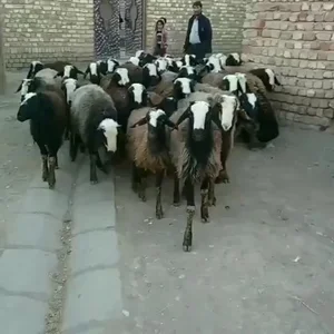دامداری علی آقا