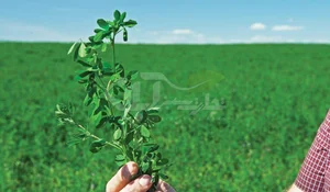 انبار یونجه