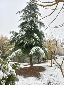 بوستان مهدیس