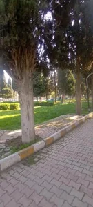 بوستان سرو 2
