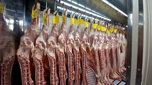 گوشت و قصابی محققیان درچه