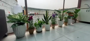 کارواش بخار شاهان 4