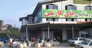 کارخانه چای کارمین