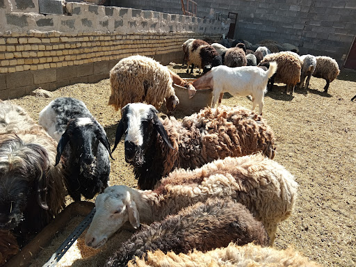 دامداری سید