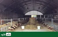 مرکز اصلاح نژاد دام و بهبود تولیدات دامی کشور