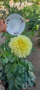 گلخانه امام رضا شعبه ۱