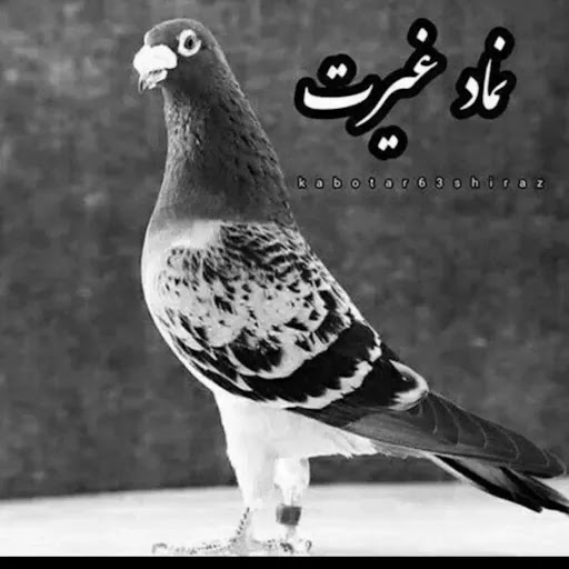 خوراک دانه وطیور قریبی