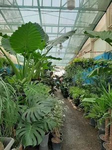 مجتمع گلخانه ای