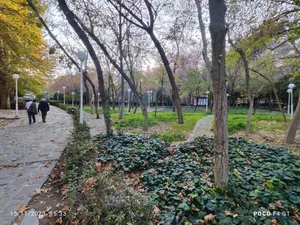 پارک جنگلی وکیل آباد 5