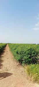 گلاب گیری هوریا