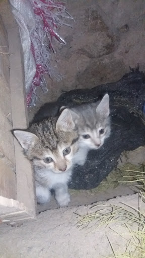شهر بازی سینا