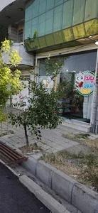 پاندا مزون اورمیا
