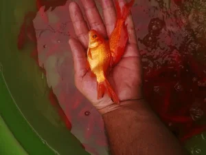 ماهی فروش عید عمده