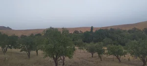مزرعه گدکامار