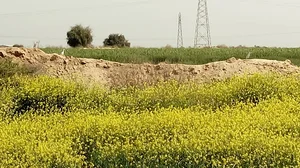 کلبه عسل زند