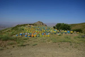 عسل ملکه کردستان