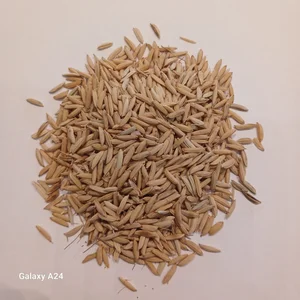 از شالی تا برنج from paddy to rice - سرباغ
