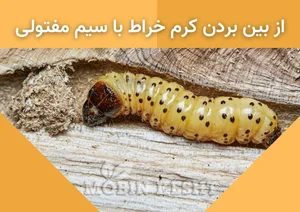 الیت چوب