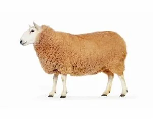 خرید و فروش دام در قزوین 4