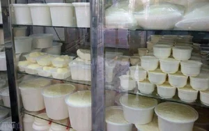 لبینیاتی پوریا 2