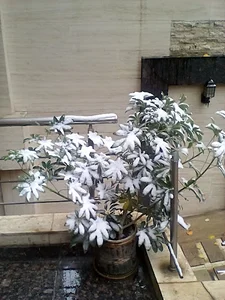 ساختمان بوستان