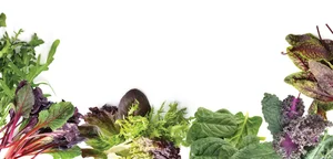 ارگانیک سرای نصر