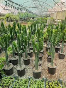 وطن گل