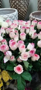 گلکده دنیا