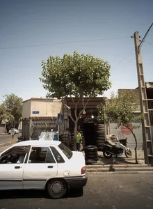 دنیای طایر 2