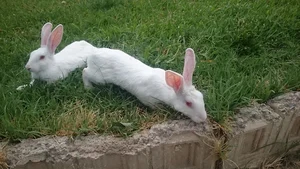 بوستان فلسطین