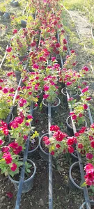 Mehsu_garden