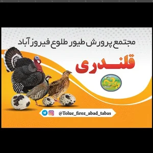 مجتمع پرورش دام و طیور قلندر