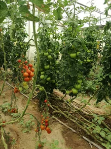 گلخانه آتاویتا