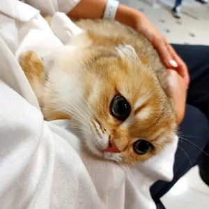پت شاپ پایا