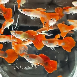 سالن ماهی آکواریوم شیراز فیش