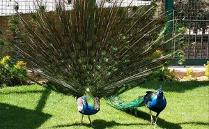بوستان عرب