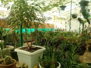 گل فروشی گلخانه شهرک الماسی