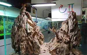 آکواریوم مرجان دریایی 2